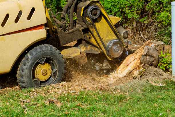 Best Seasonal Cleanup (Spring/Fall)  in Fish Hawk, FL