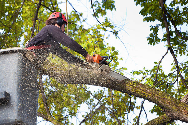 Trusted Fish Hawk, FL Tree Care Services Experts